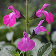 Salvia Strawberry Splitc